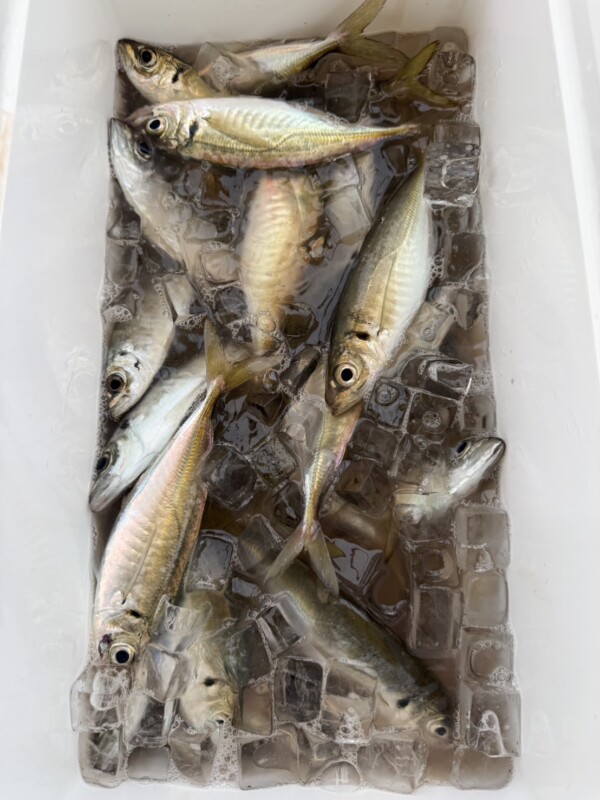 釣果写真