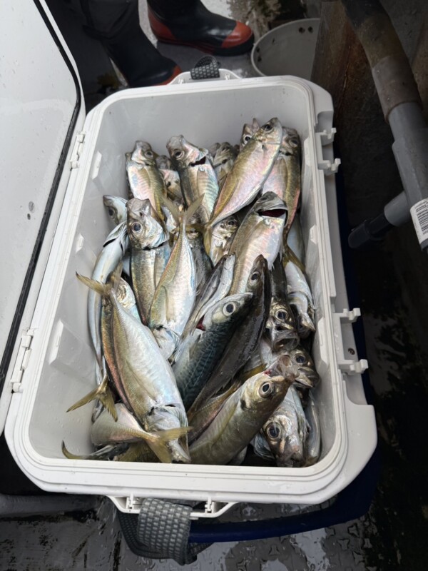 釣果写真