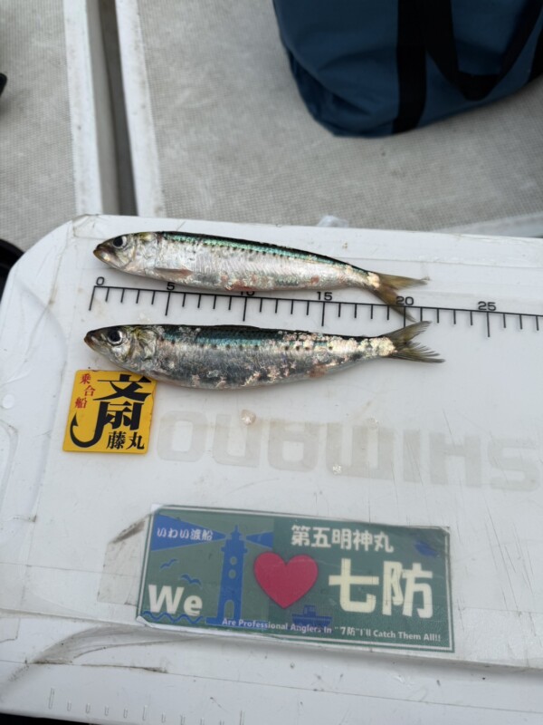 釣果写真