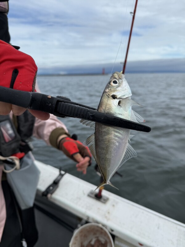 釣果写真