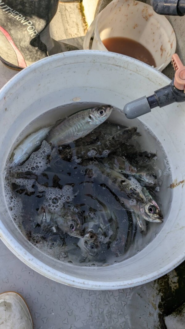 釣果写真