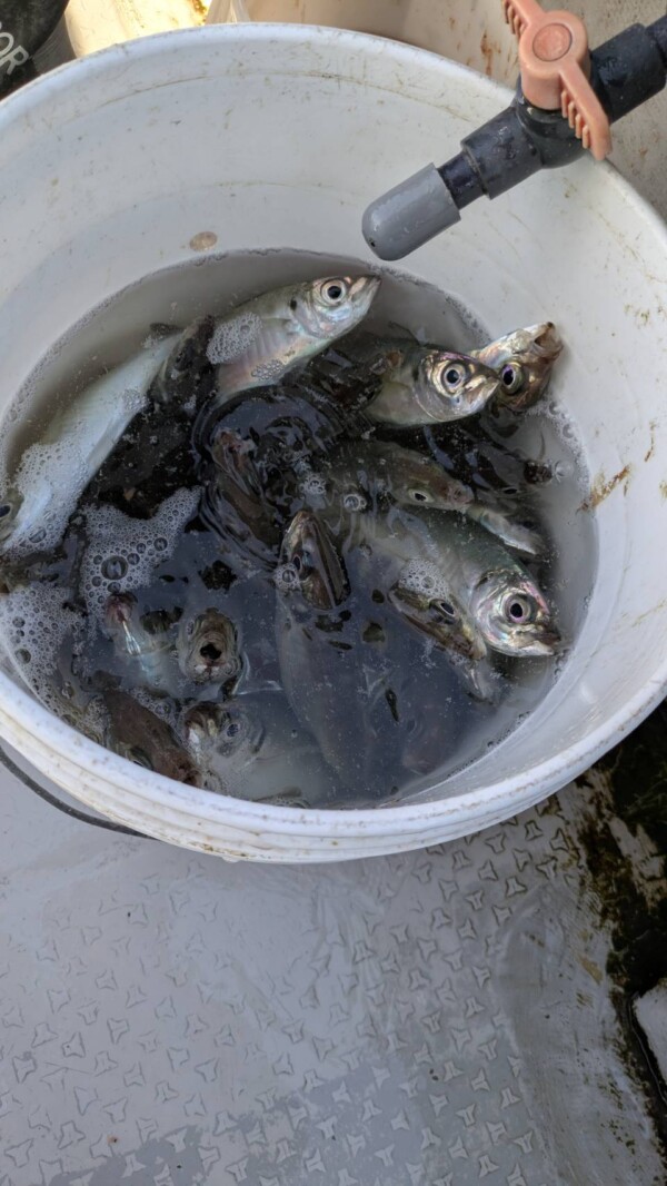 釣果写真