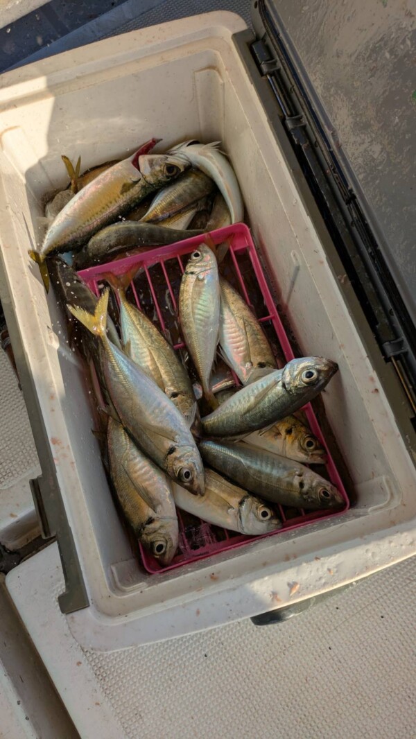 釣果写真
