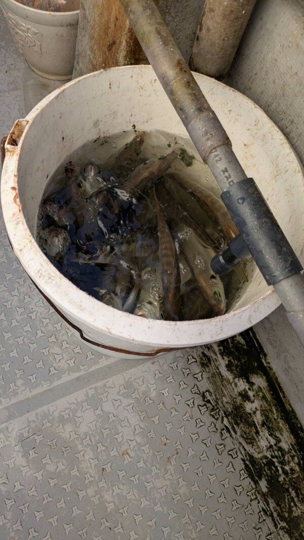 釣果写真