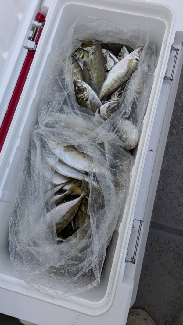 釣果写真