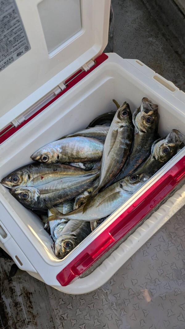 釣果写真