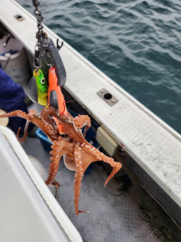 釣果写真