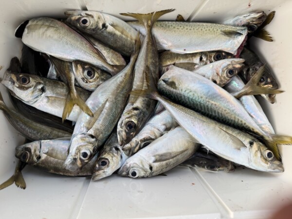 釣果写真