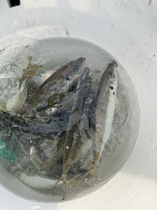 釣果写真
