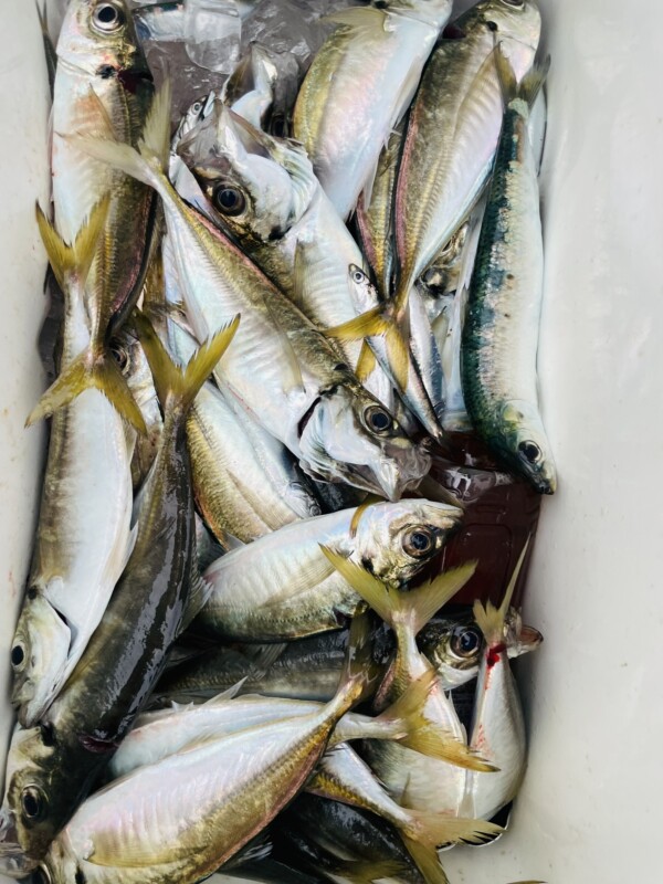 釣果写真