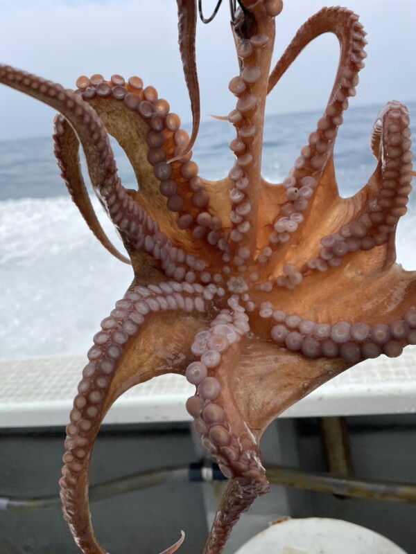 釣果写真