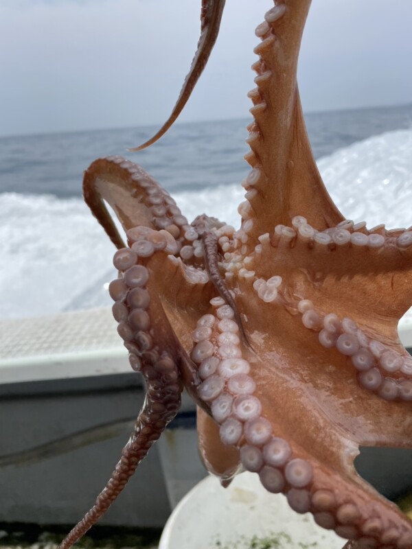釣果写真