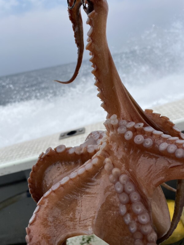 釣果写真