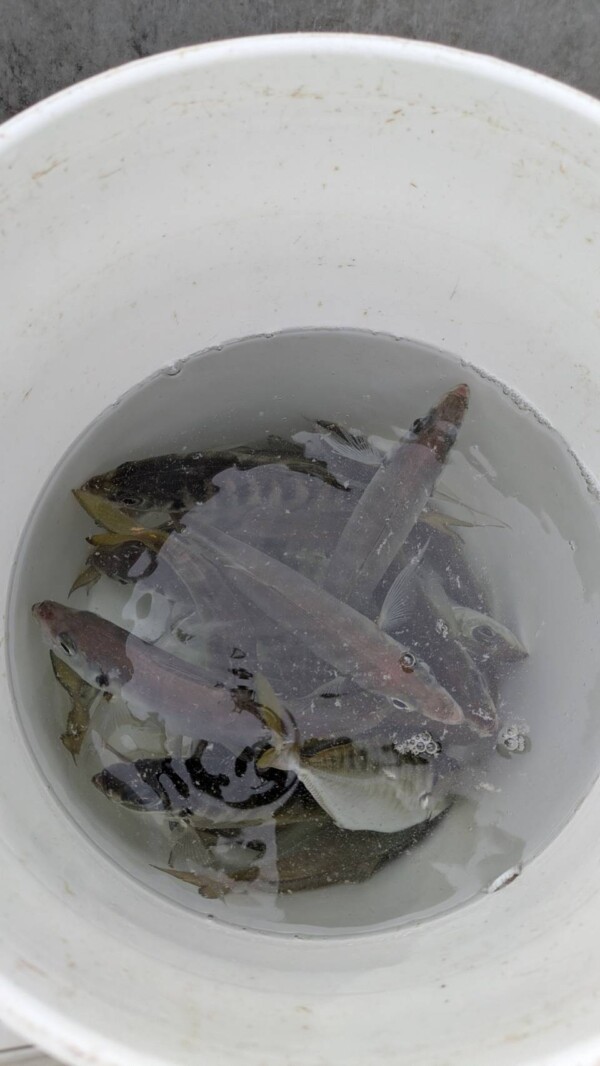 釣果写真