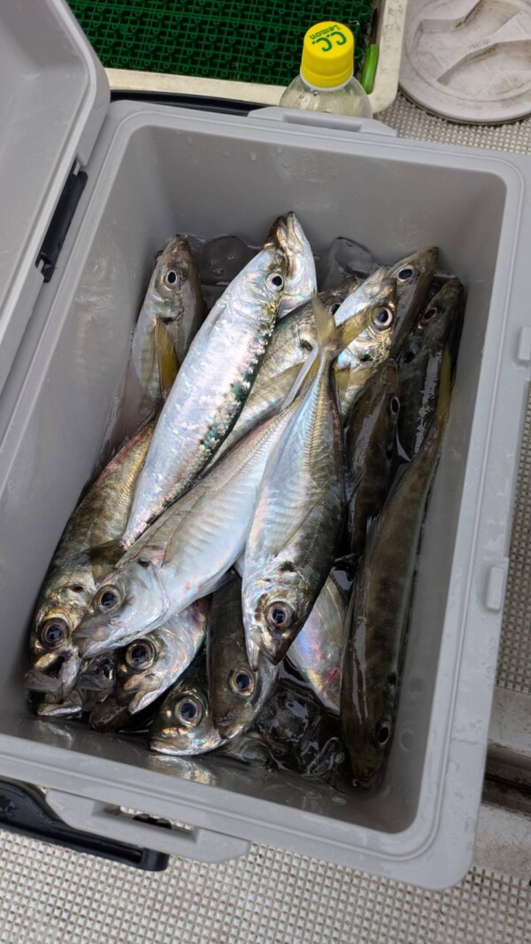 釣果写真
