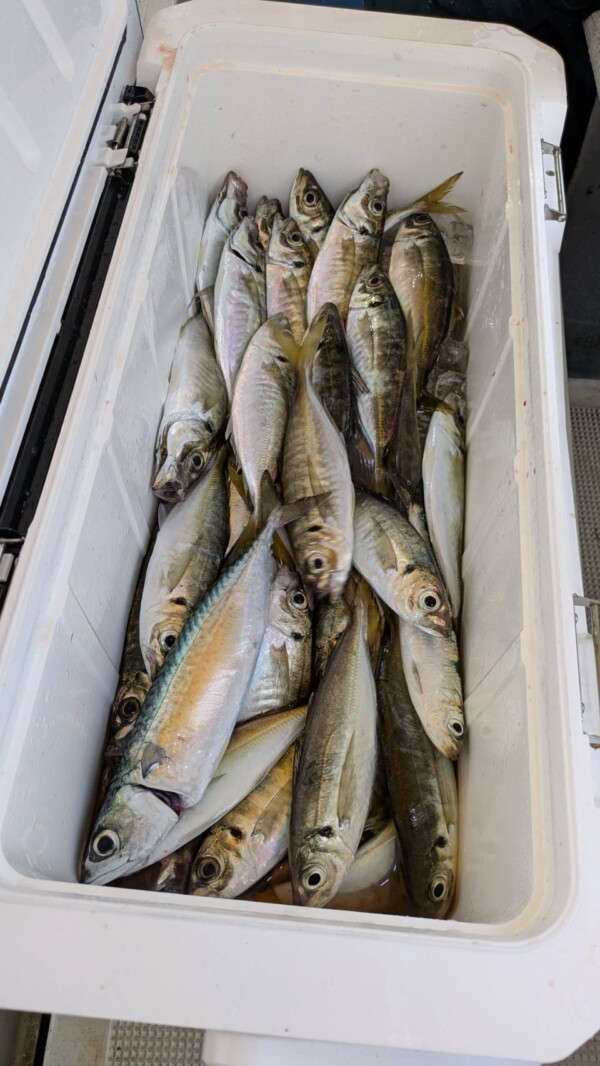 釣果写真