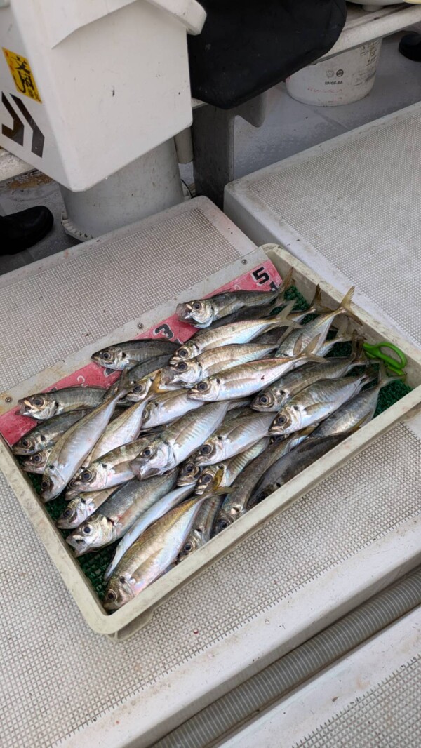 釣果写真