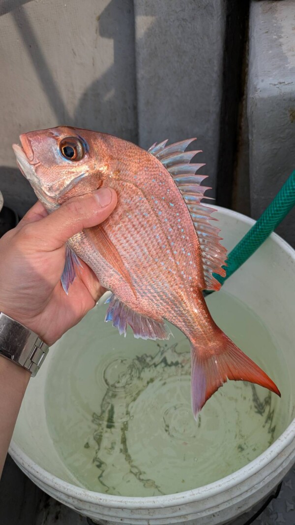 釣果写真