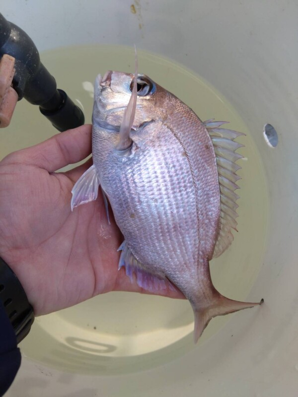 釣果写真