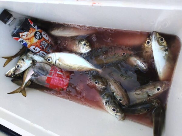 釣果写真