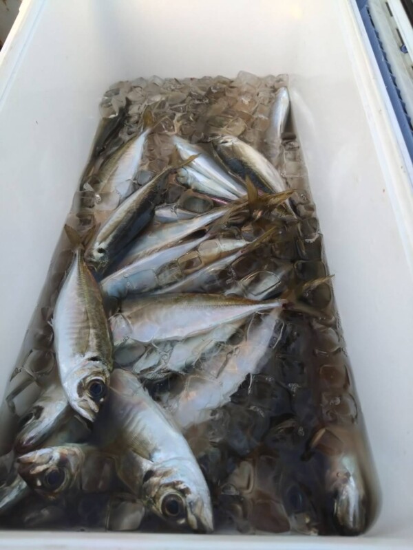 釣果写真