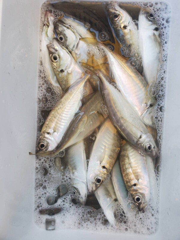 釣果写真