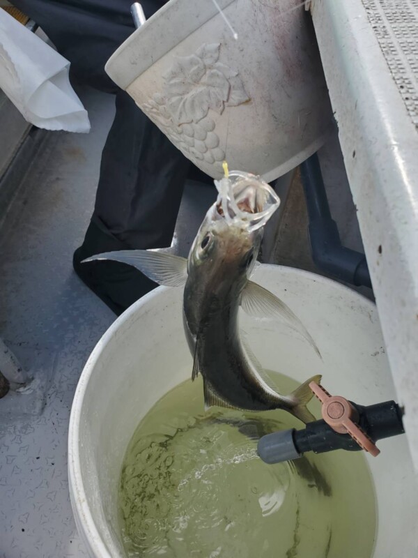 釣果写真