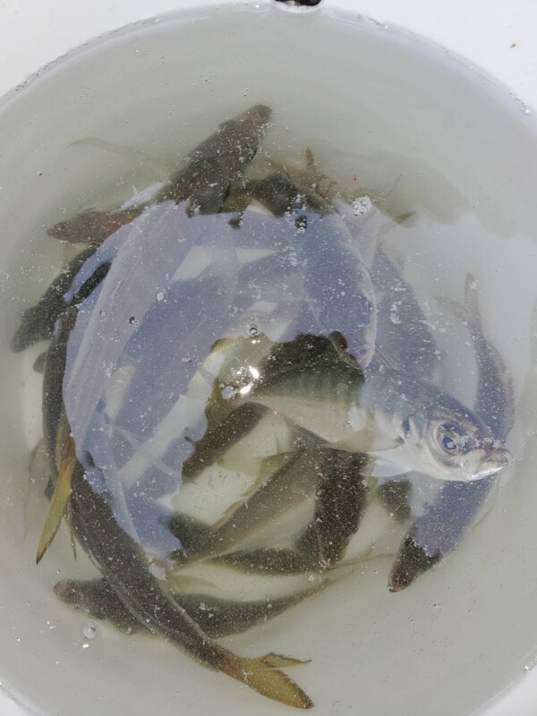 釣果写真