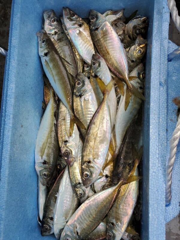 釣果写真