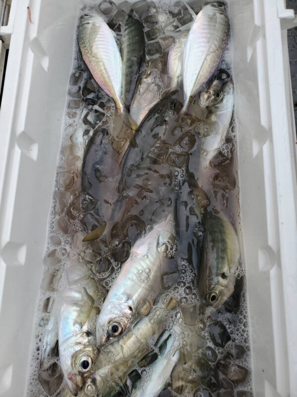 釣果写真
