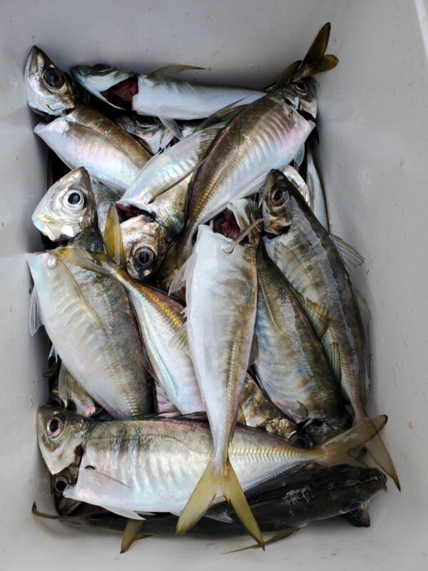 釣果写真