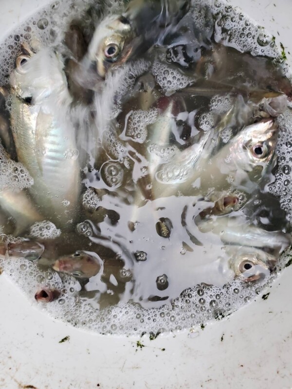 釣果写真