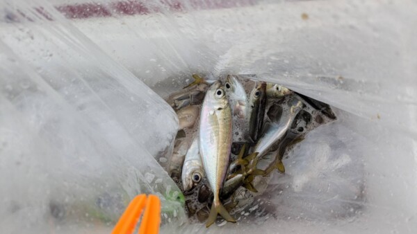 釣果写真