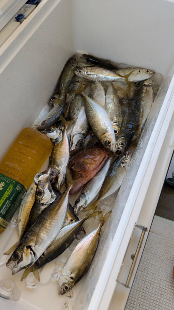 釣果写真