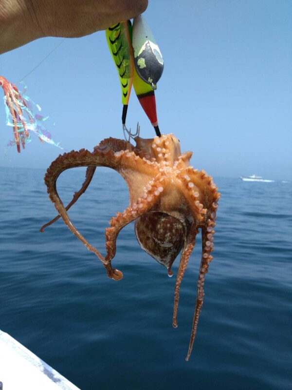 釣果写真