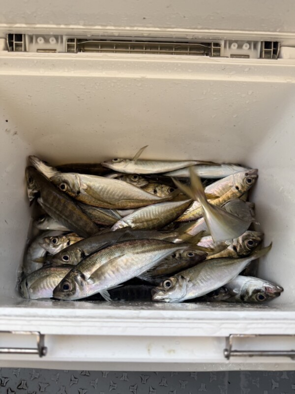 釣果写真