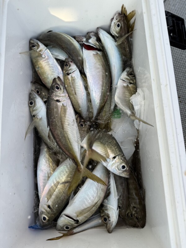 釣果写真