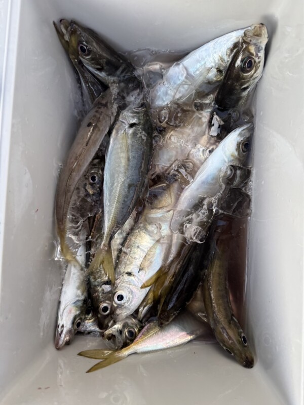 釣果写真