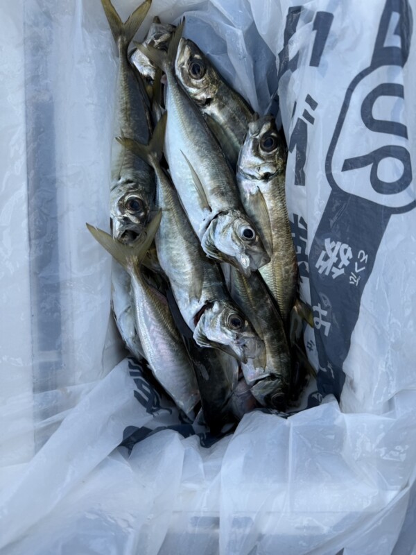 釣果写真