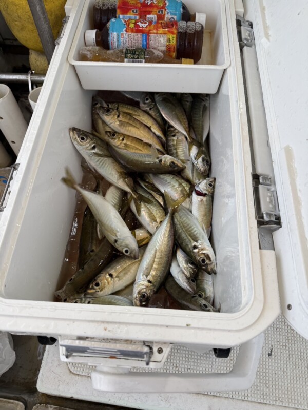 釣果写真