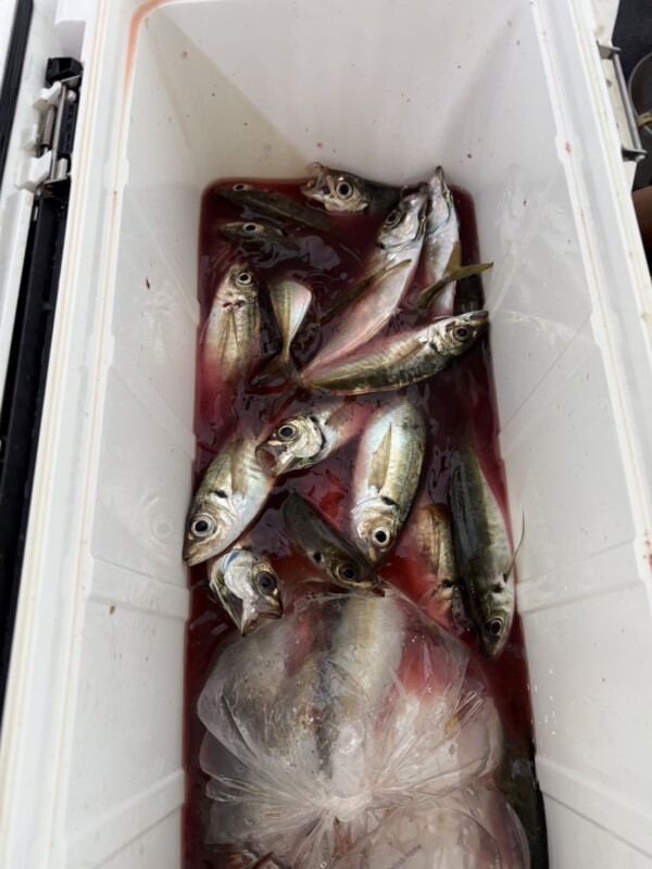釣果写真