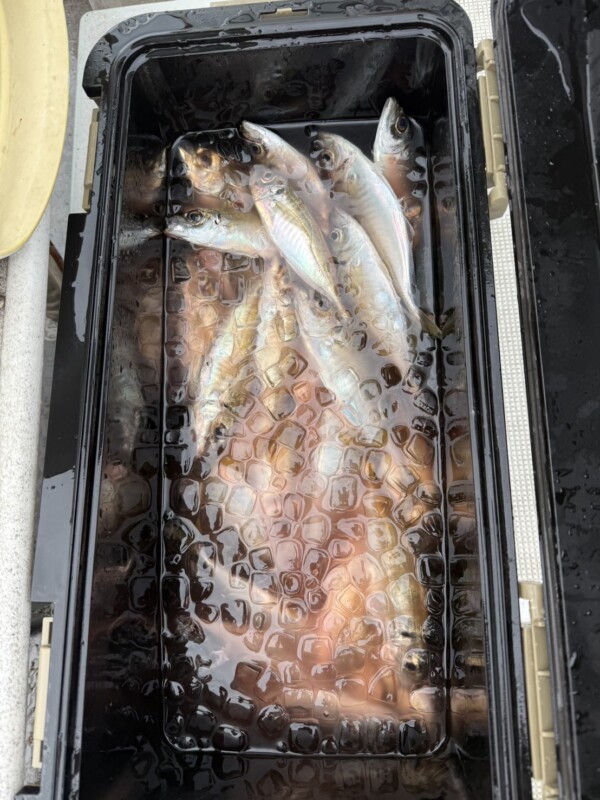 釣果写真