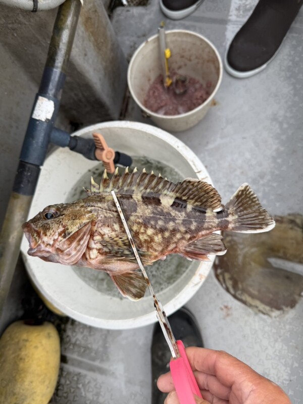 釣果写真
