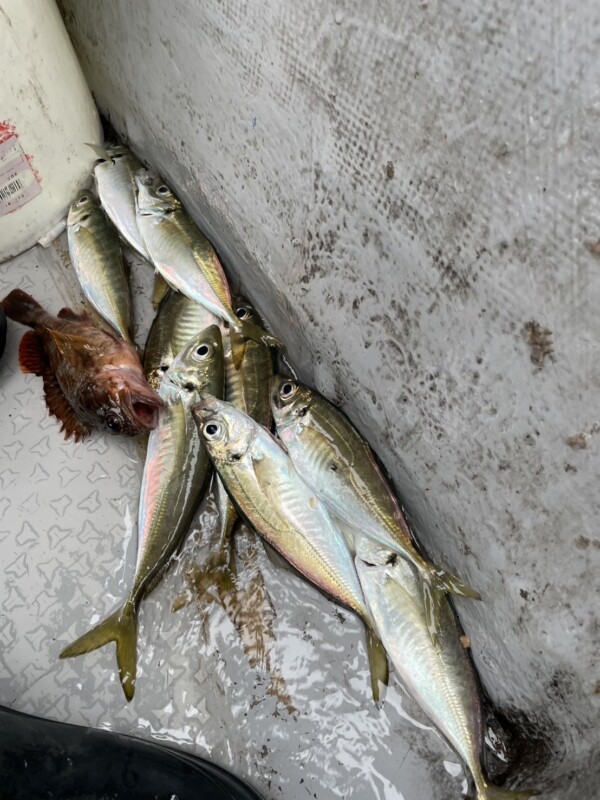 釣果写真
