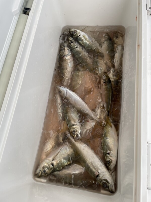 釣果写真