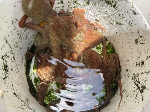 釣果写真