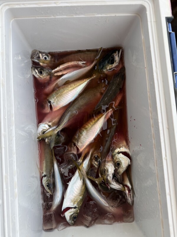 釣果写真