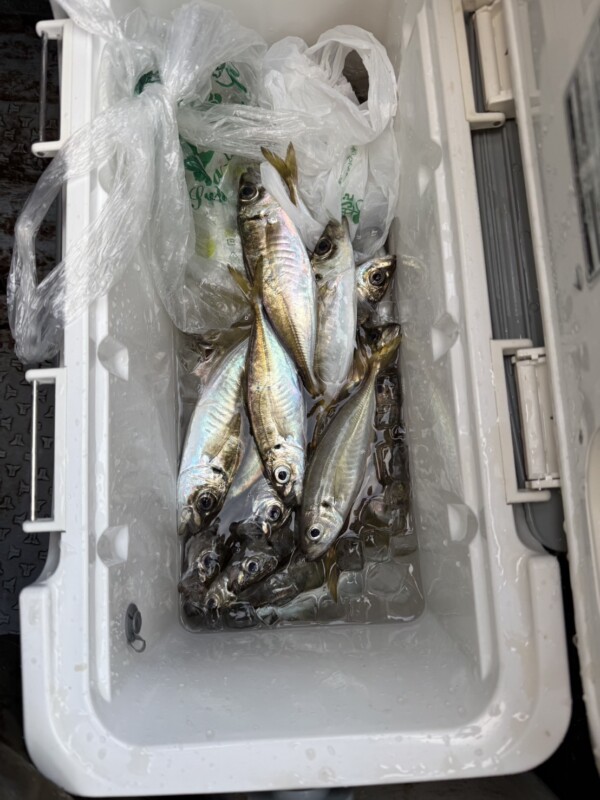 釣果写真