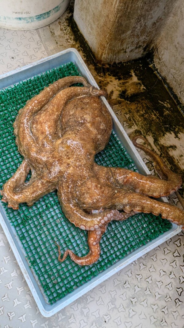 釣果写真