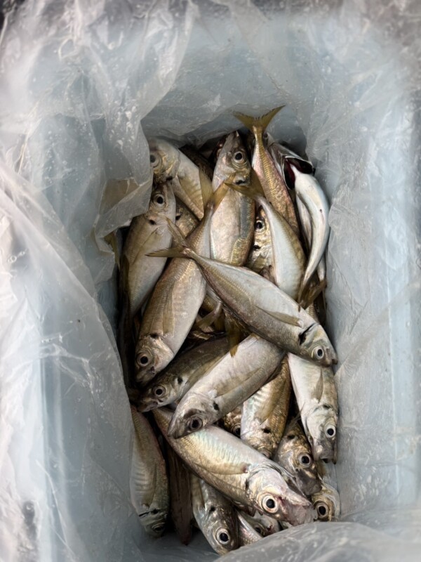 釣果写真